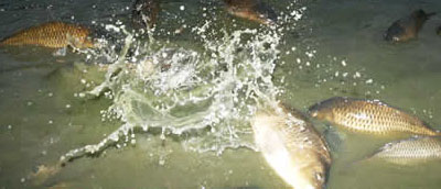 Mueren Peces de Chapultepec