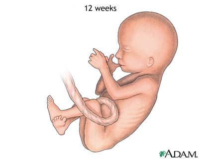 Feto 12 semanas