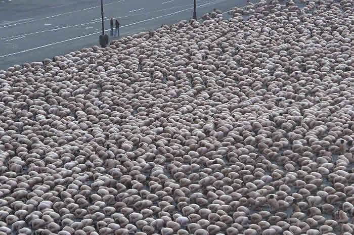 Tunick en Zocalo